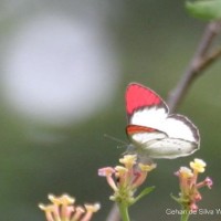 Colotis danae Fabricius, 1775